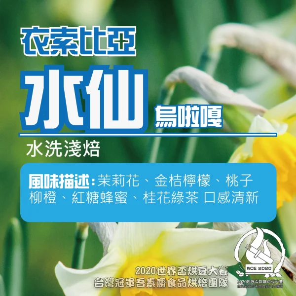 衣索比亞烏拉嘎水洗水仙淺焙半磅